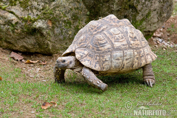 Pantherschildkröte