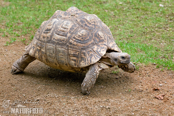 Pantherschildkröte