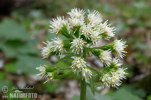 Petasites albus