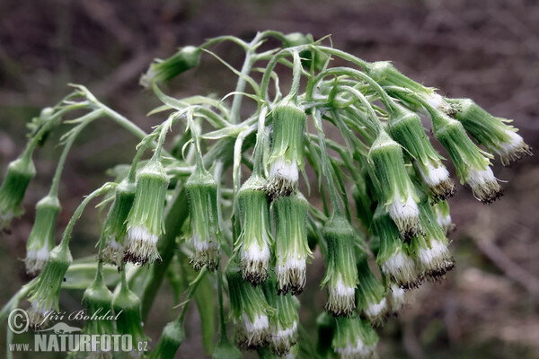 Petasites albus