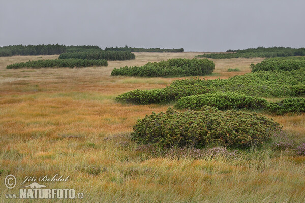 Pinus mugo