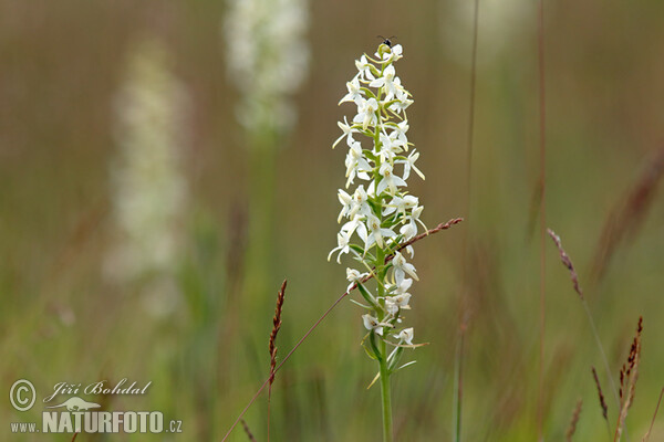 Platanthera bifolia