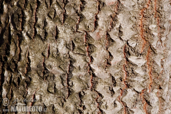 Populus tremula