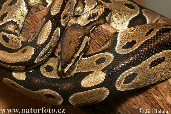 Python regius Pictures, Ball Python Images, Nature Wildlife Photos ...