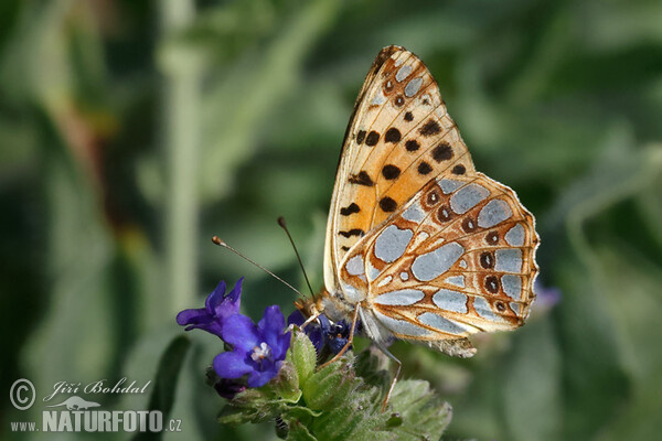 Queen of Spain Fritillary (Issoria lathonia)