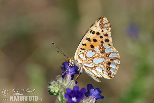 Queen of Spain Fritillary (Issoria lathonia)