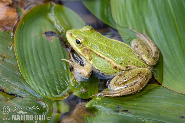 Rana verde centroeuropea