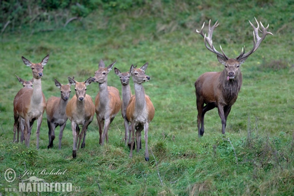 Red Deer (Cervus elaphus)