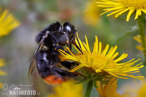 Red-tailed Bumblebee (Bombus lapidarius)