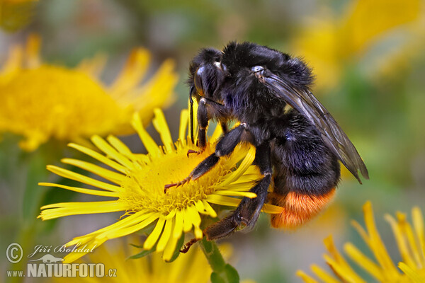 Red-tailed Bumblebee (Bombus lapidarius)