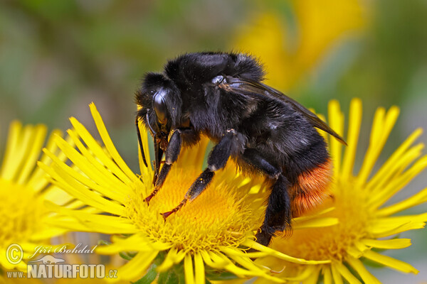 Red-tailed Bumblebee (Bombus lapidarius)