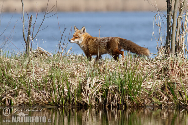 Renard roux