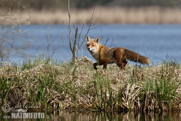 Renard roux