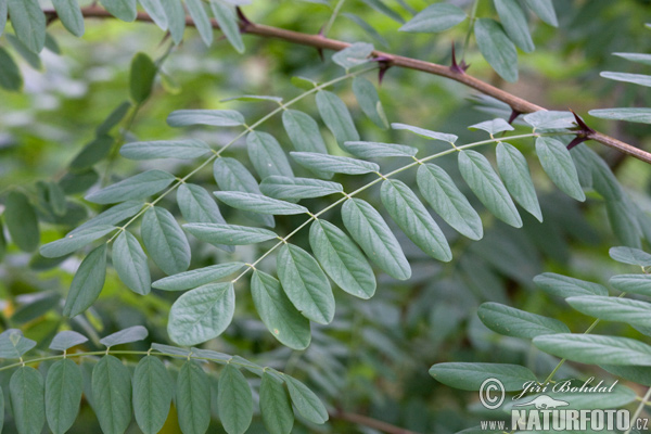 Robinia soort