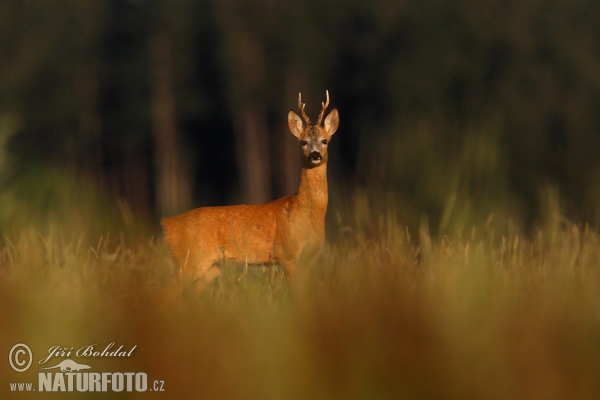 Roe Deer (Capreolus capreolus)