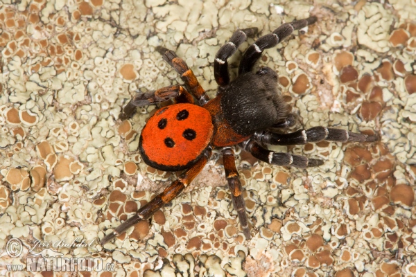 Rote Röhrenspinne