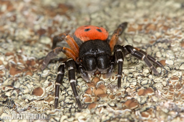 Rote Röhrenspinne