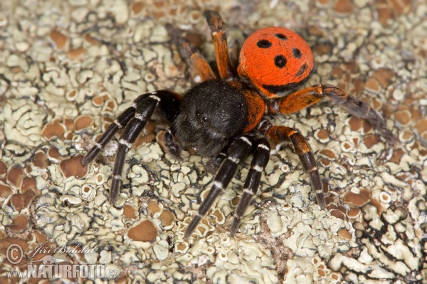 Rote Röhrenspinne