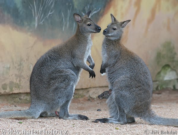 Rotnackenwallaby