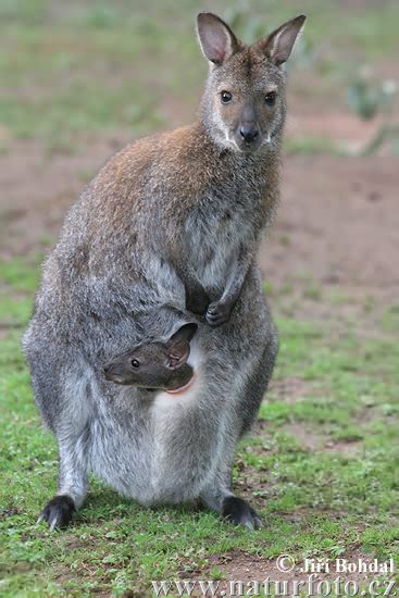 Rotnackenwallaby