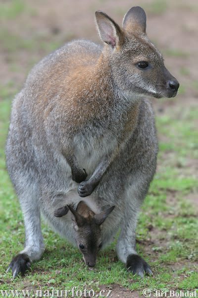 Rotnackenwallaby