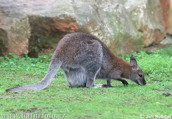 Rotnackenwallaby