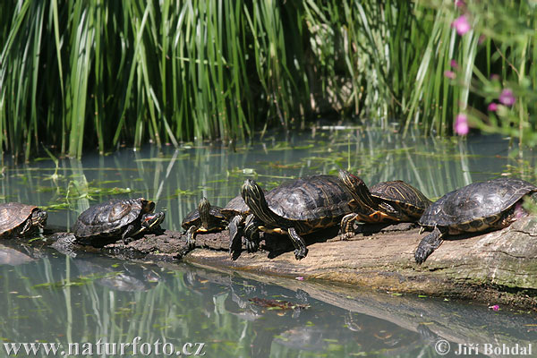 Rotwangen-Schmuckschildkröte