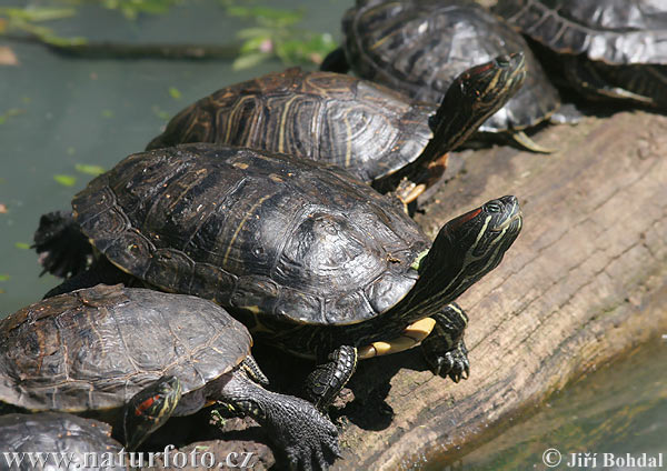 Rotwangen-Schmuckschildkröte