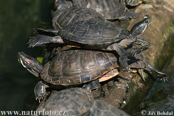 Rotwangen-Schmuckschildkröte