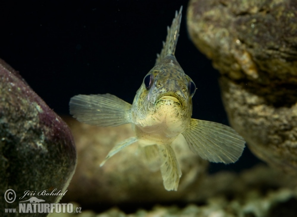 Ruffe (Gymnocephalus cernuus)