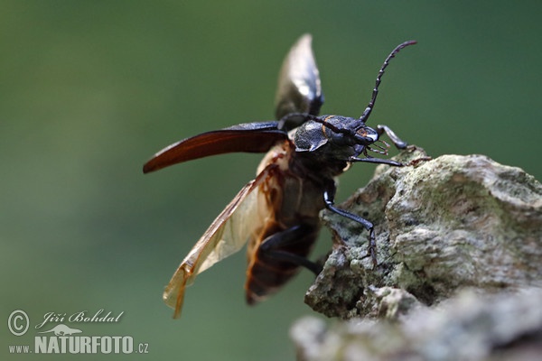 Sägebock Käfer