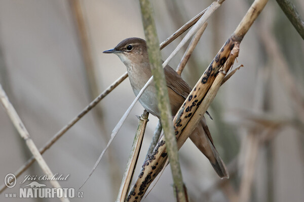 Savi's Warbler (Locustella luscinioides)