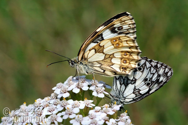 Schachbrett Schmetterling