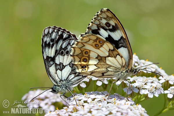 Schachbrett Schmetterling