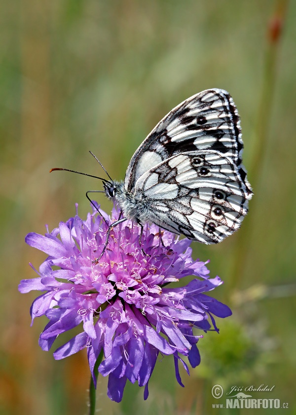 Schachbrett Schmetterling