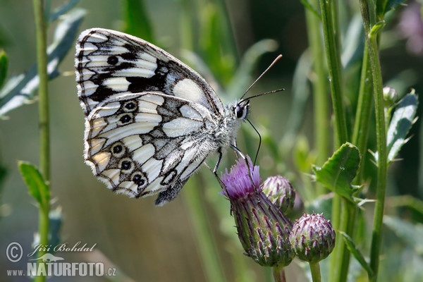 Schachbrett Schmetterling