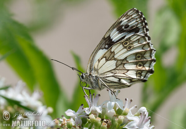 Schachbrett Schmetterling