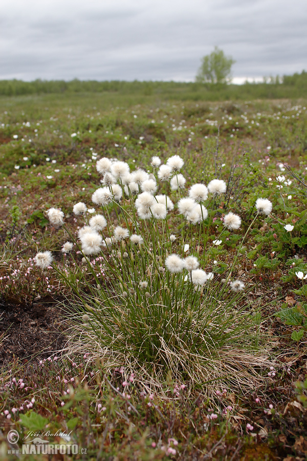 Scheiden-Wollgras