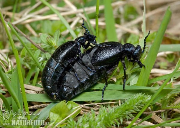 Schwarzblauer Ölkäfer