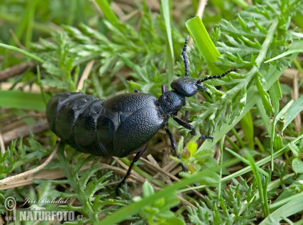 Schwarzblauer Ölkäfer