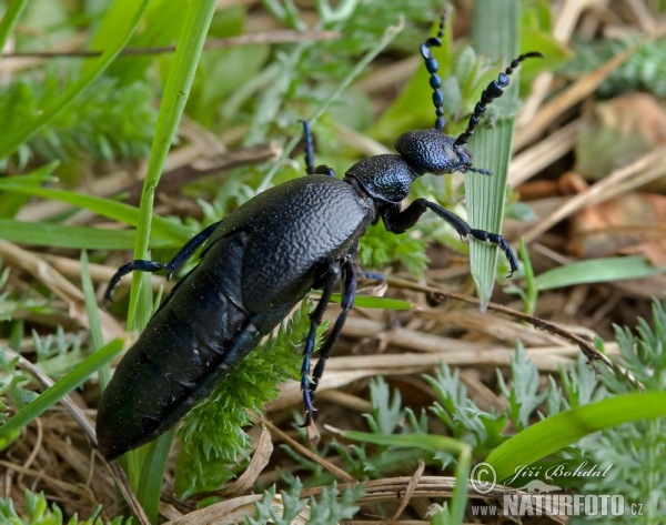 Schwarzblauer Ölkäfer