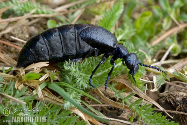 Schwarzblauer Ölkäfer