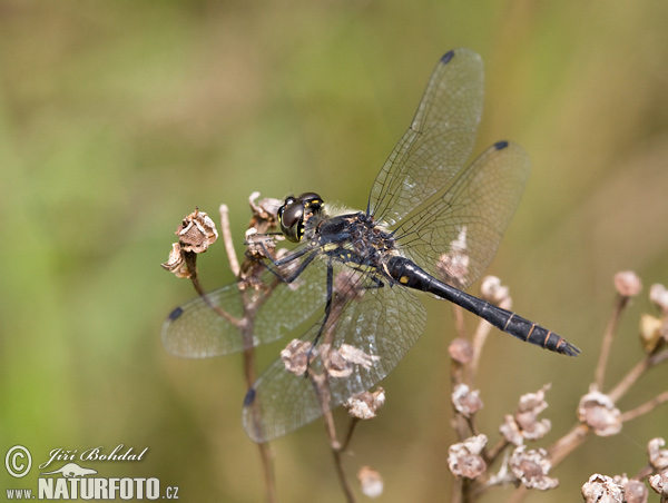 Schwarze Heidelibelle