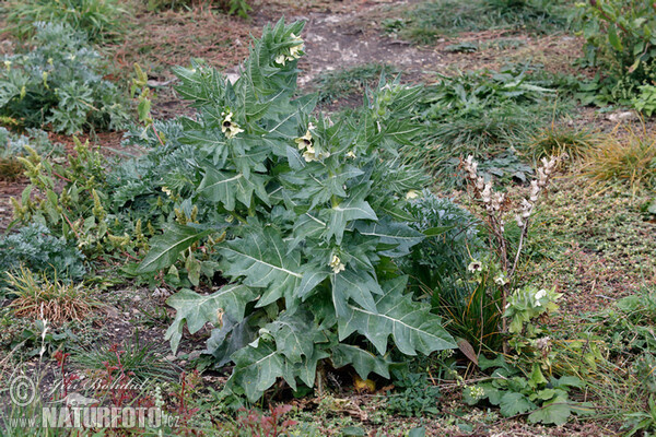 Schwarzes Bilsenkraut