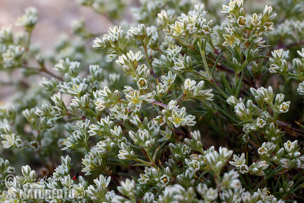 Scleranthus perennis