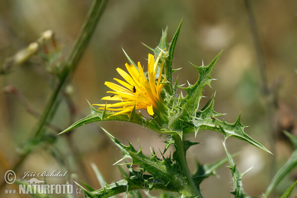 Scolymus hispanicus