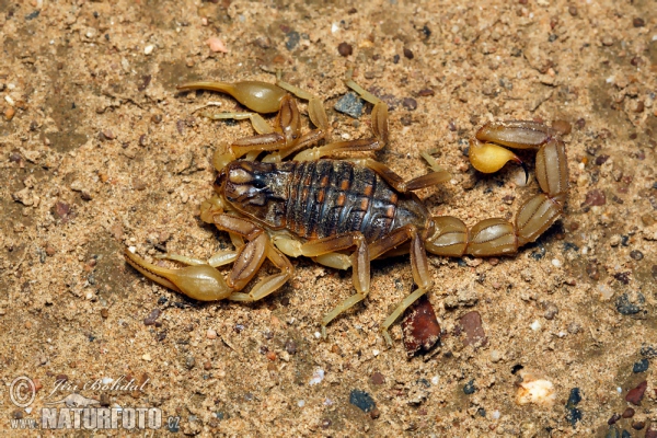 Scorpion (Buthus occitanus)