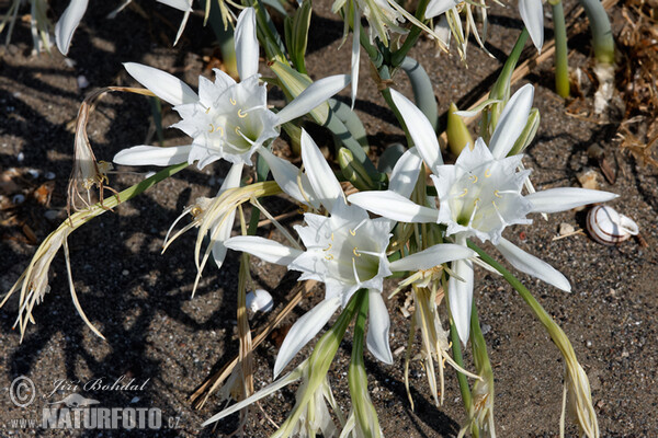 Sea Daffodil (Pancratium maritimum)