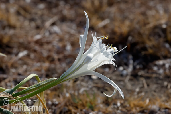 Sea Daffodil (Pancratium maritimum)