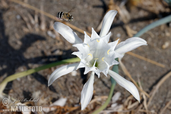 Sea Daffodil (Pancratium maritimum)